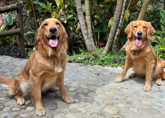 Lady & Goldie - Golden Retrievers